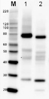 BiP | Lumenal-binding protein (rabbit antibody) in the group Antibodies Plant/Algal / Membrane Transport System / Endomembrane system at Agrisera AB (Antibodies for research) (AS09 481)